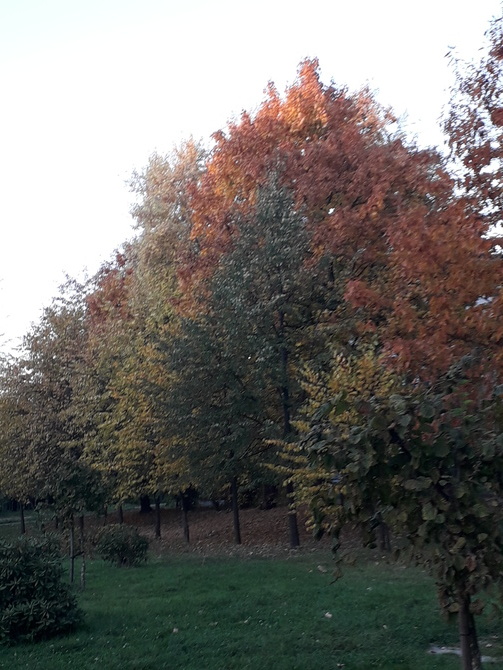 Kolory jesieni w parku