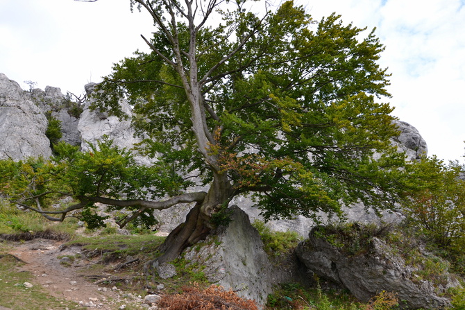 potężne drzewo na jurajskiej skale