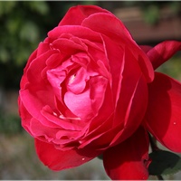Róża O Dużych Kwi