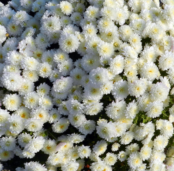 Chryzantemy drobnokwiatowe