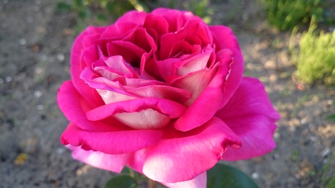 róża dwubarwna