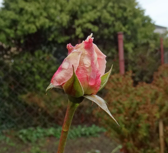 Grudniowa róża 