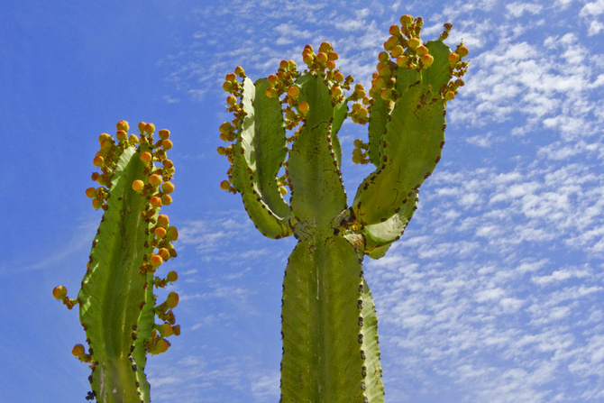 Kaktusy na pustyni....