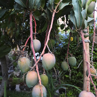 Owoce mango