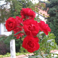 Pnąca róża 
