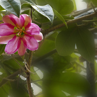 Passiflora Tripartit