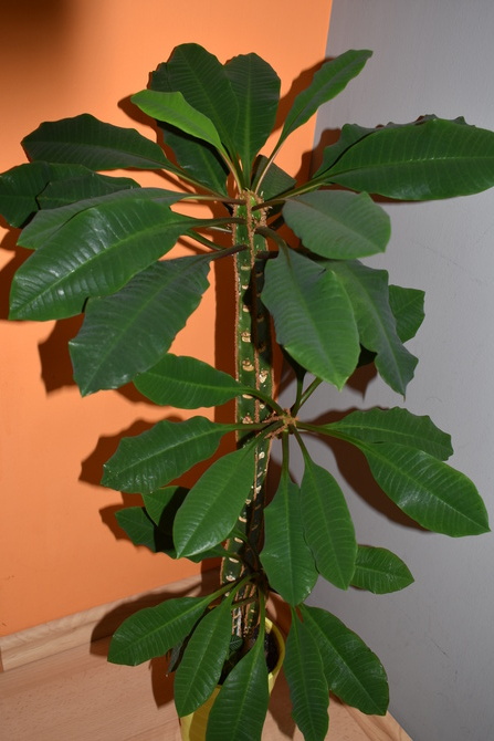  Euphorbia leuconeura.