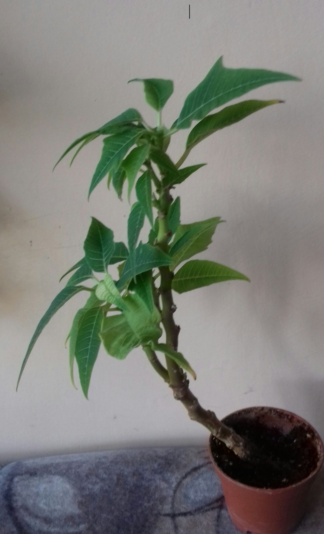 Formowanie rośliny na bonsai !!!