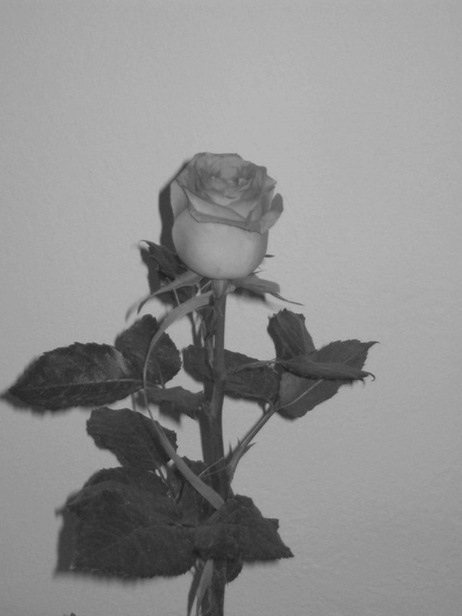 Róża dla Basi mojej imienniczki