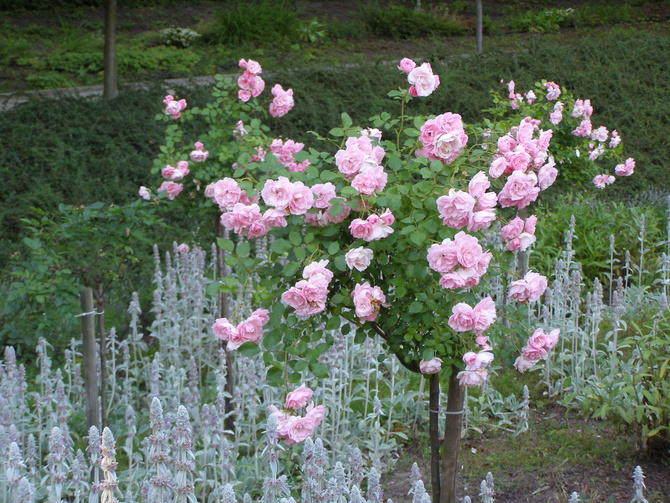 Róże w Polanicy Zdroju