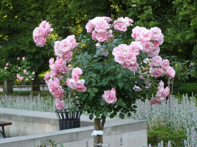 Róże w Polanicy Zdroju