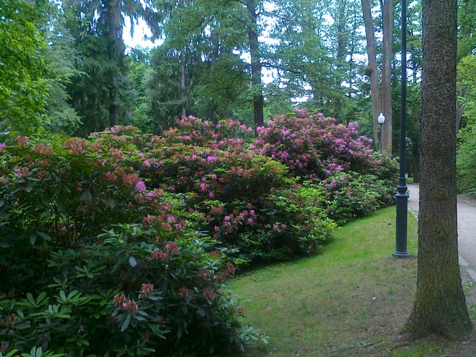 Rododendrony  w Polanicy Zdroju