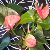 Anturium andreego różowo-zielone