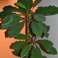  Euphorbia Leuconeur