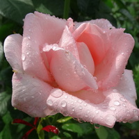 Jaka róża taki cierń. . . . :) 