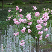 Róże W Polanicy Zd