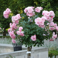 Róże W Polanicy Zd