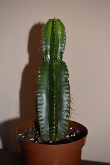 Kaktus Maczuga.