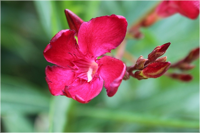 Oleander w czerwieni...