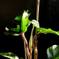 Philodendron Squamif