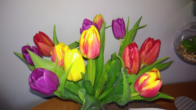 tulipany***