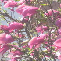 magnolia....
