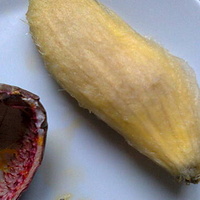 Pestka z mango