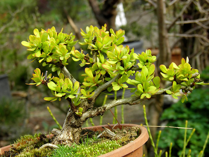 berberysowe bonsai