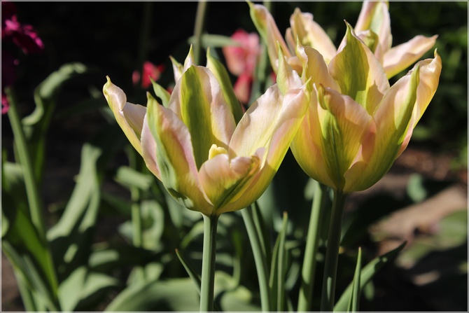 Coraz więcej tulipanów...