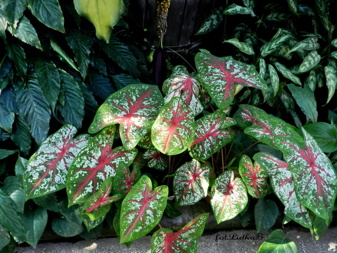 Kaladium ,rośliny o pięknych kolorowych liściach