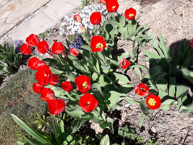 Kwitnące tulipany