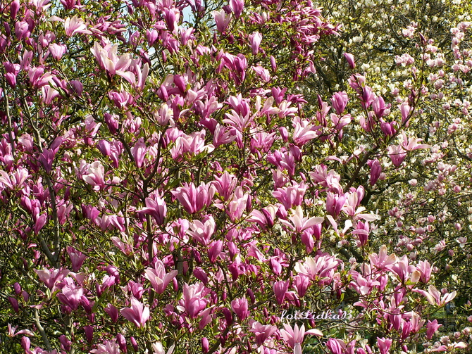 Kwitną magnolie 