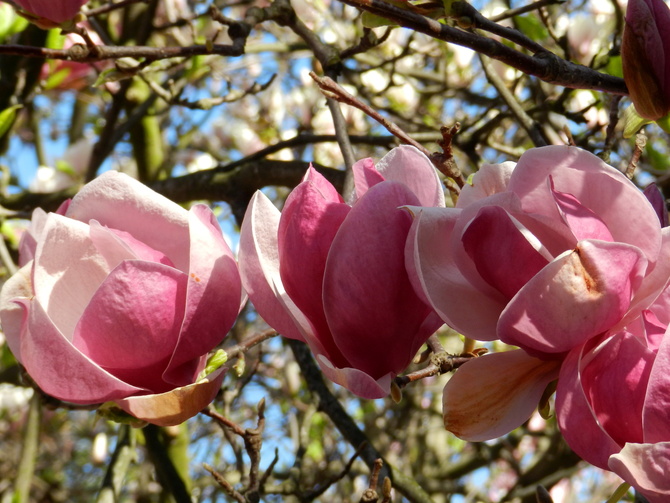 Magnolia Purpurowa