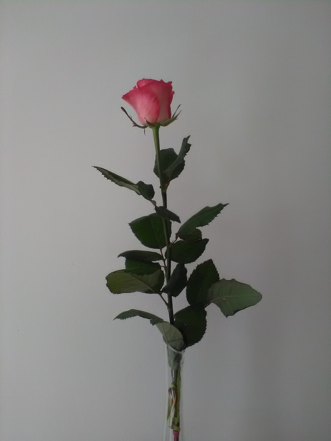 Róża dla Was przyjaciele