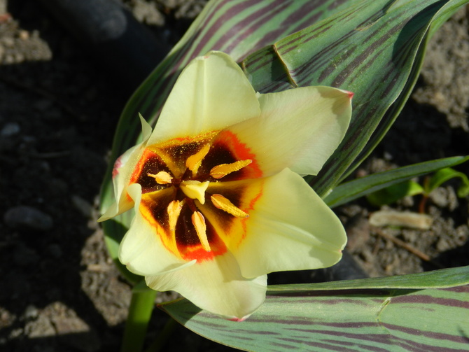 Tulipan,wiosenny kwiat