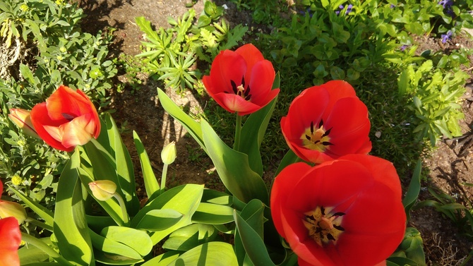 tulipany czerwone**
