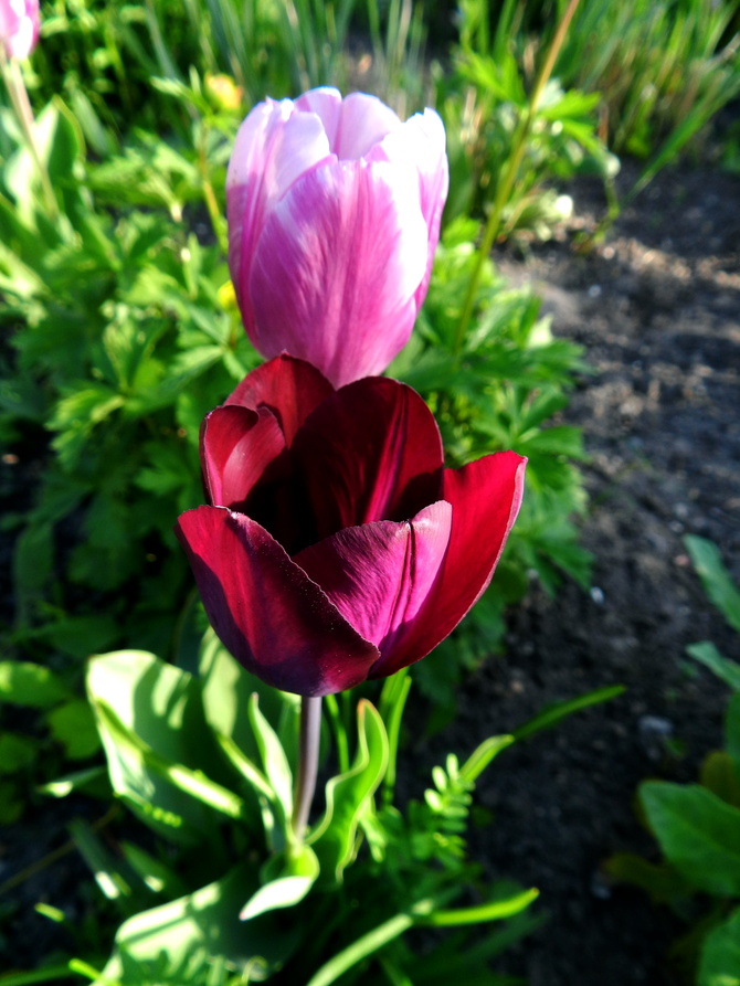 Tulipany...