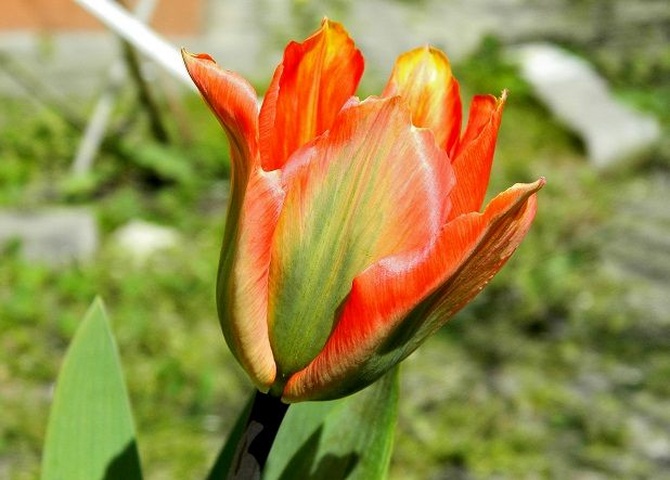 Wesoły tulipanek:)
