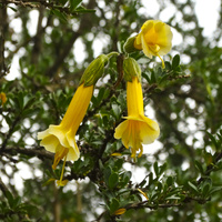Cantua Buxifolia