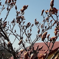 Już niekwitnąca magnolia...