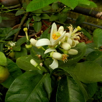 Kwiaty cytryny