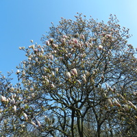 Magnolia.....
