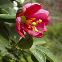 Passiflora Tripartit