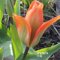 Taki radosny tulipanek...