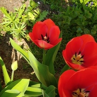 tulipany czerwone**