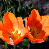 Tulipany...