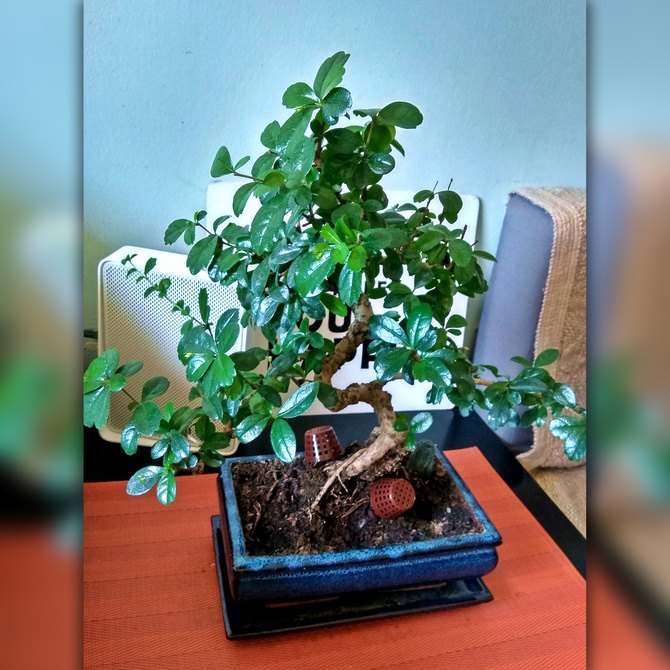 Drzewko bonsai - Karmona drobnolistna