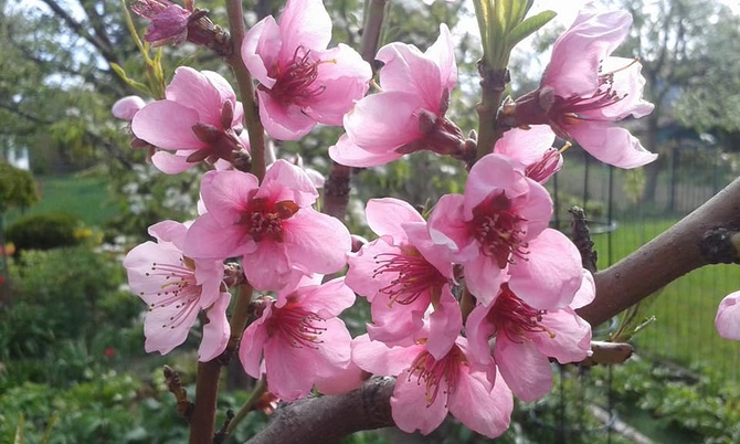 Kwitnąca brzoskwinia .