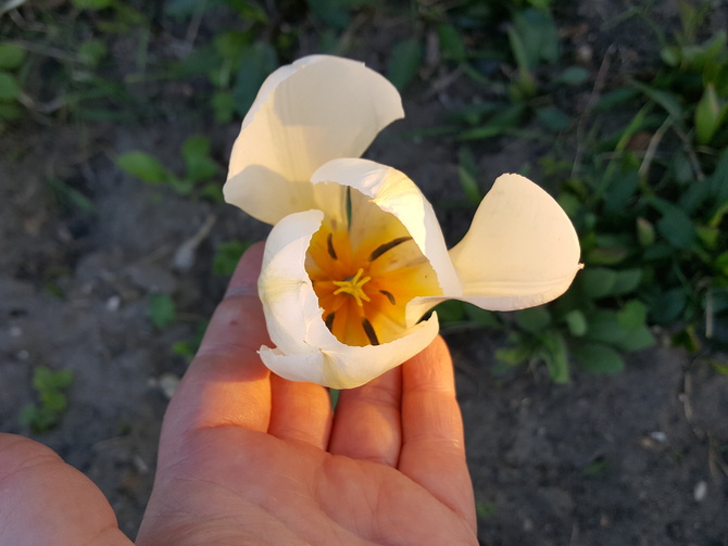 tulipanek wiosenny