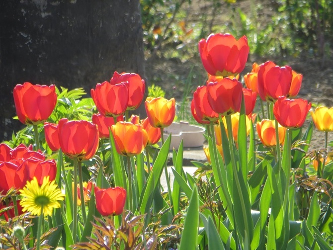 Tulipany w promieniach wiosny